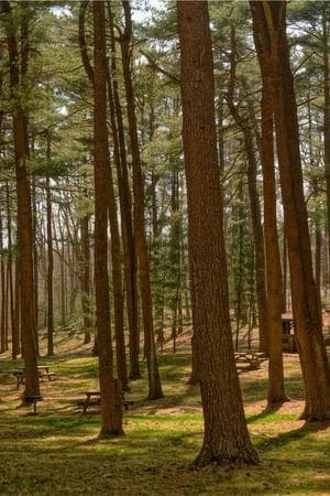 The Buddha and his Dhamma